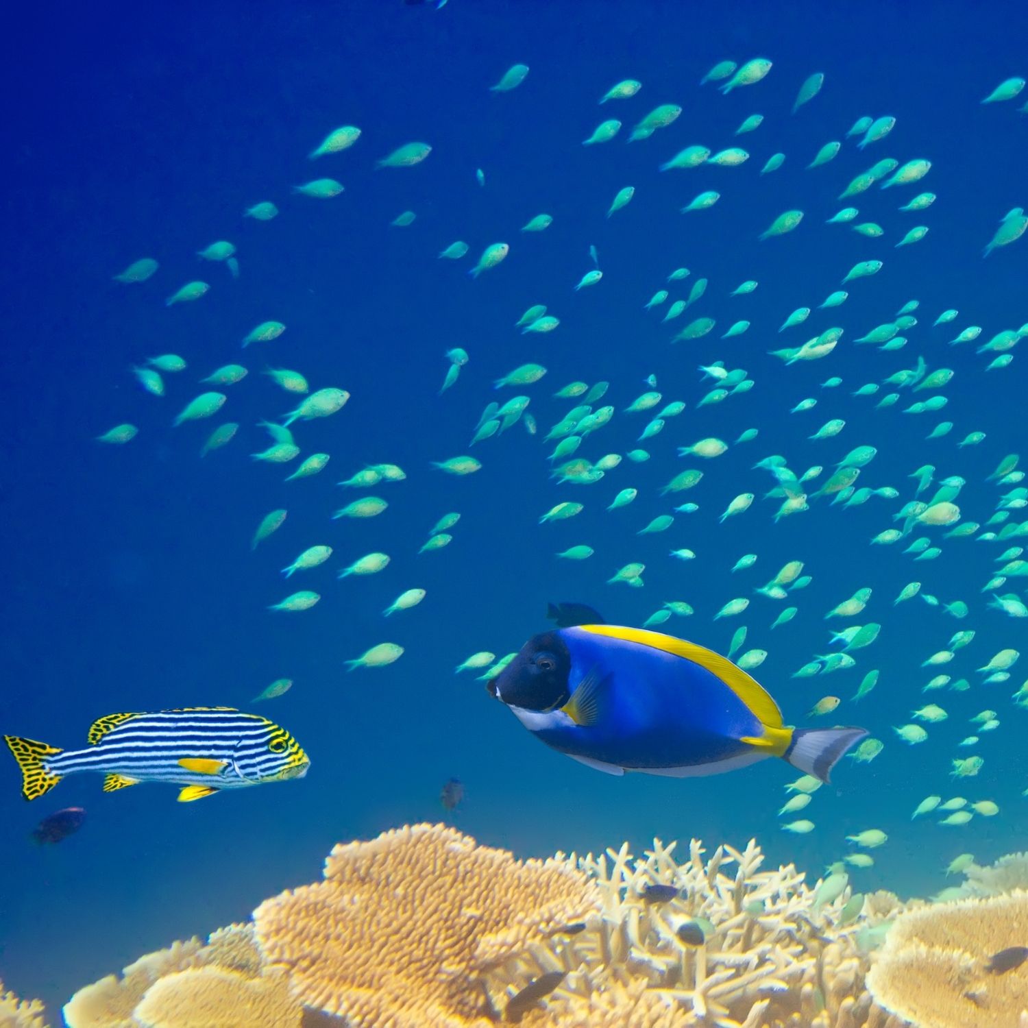 Maldivi retreat